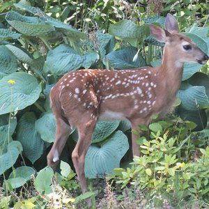 Meet your Posher, R.